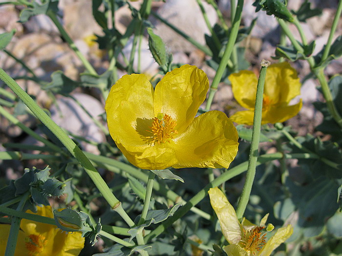 Tra ghi schizzi di mare...Glaucium flavum e Heliotropium...